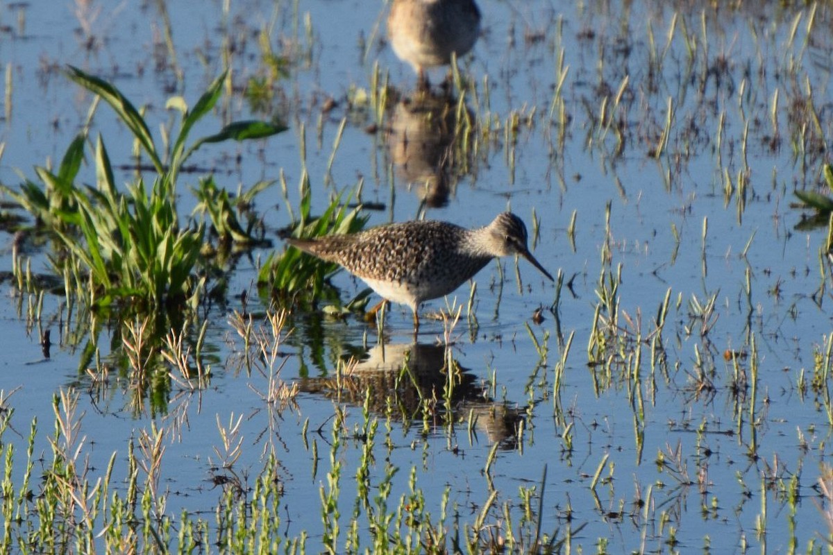 Lesser Yellowlegs - ML633797415