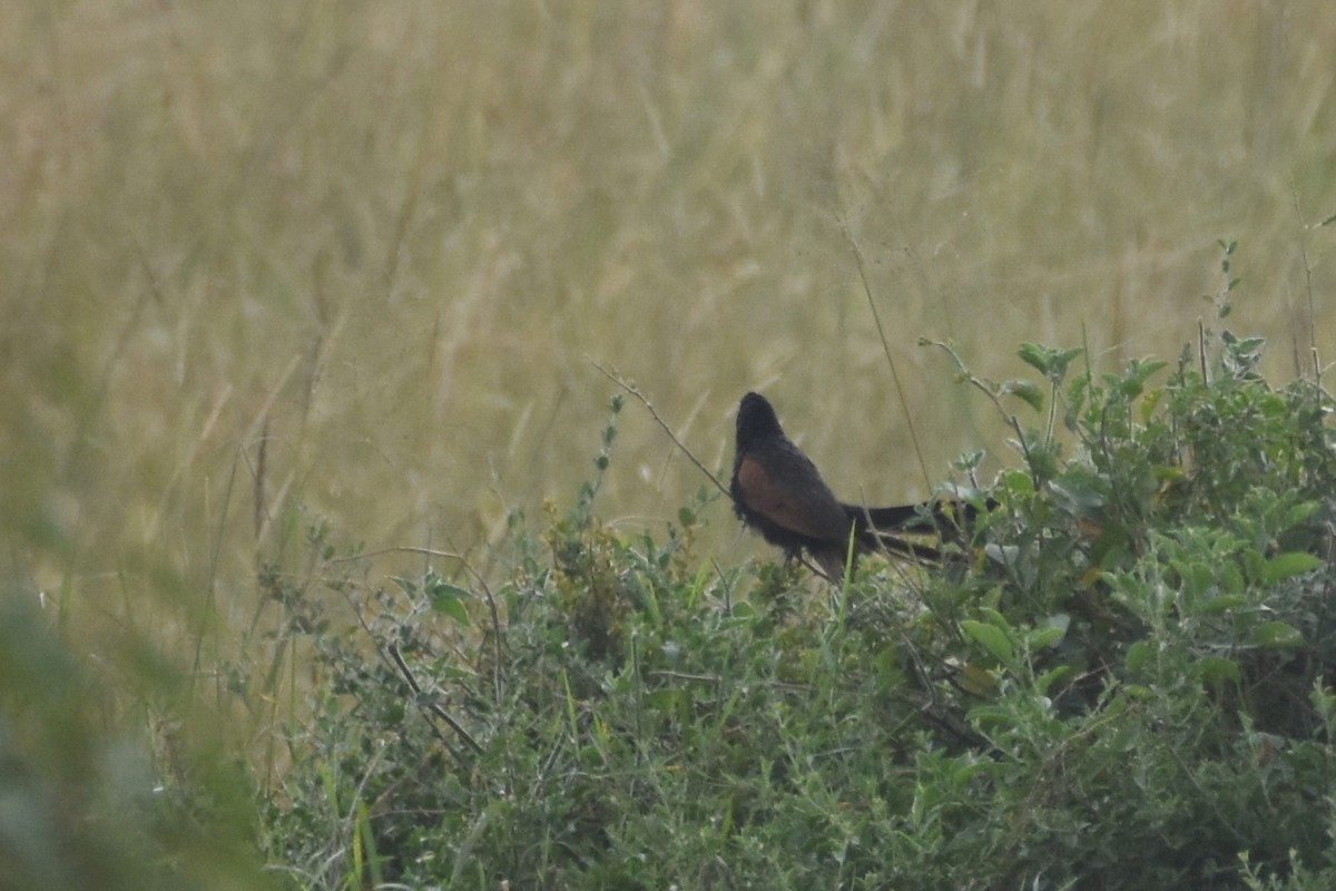 Black Coucal - ML633797434