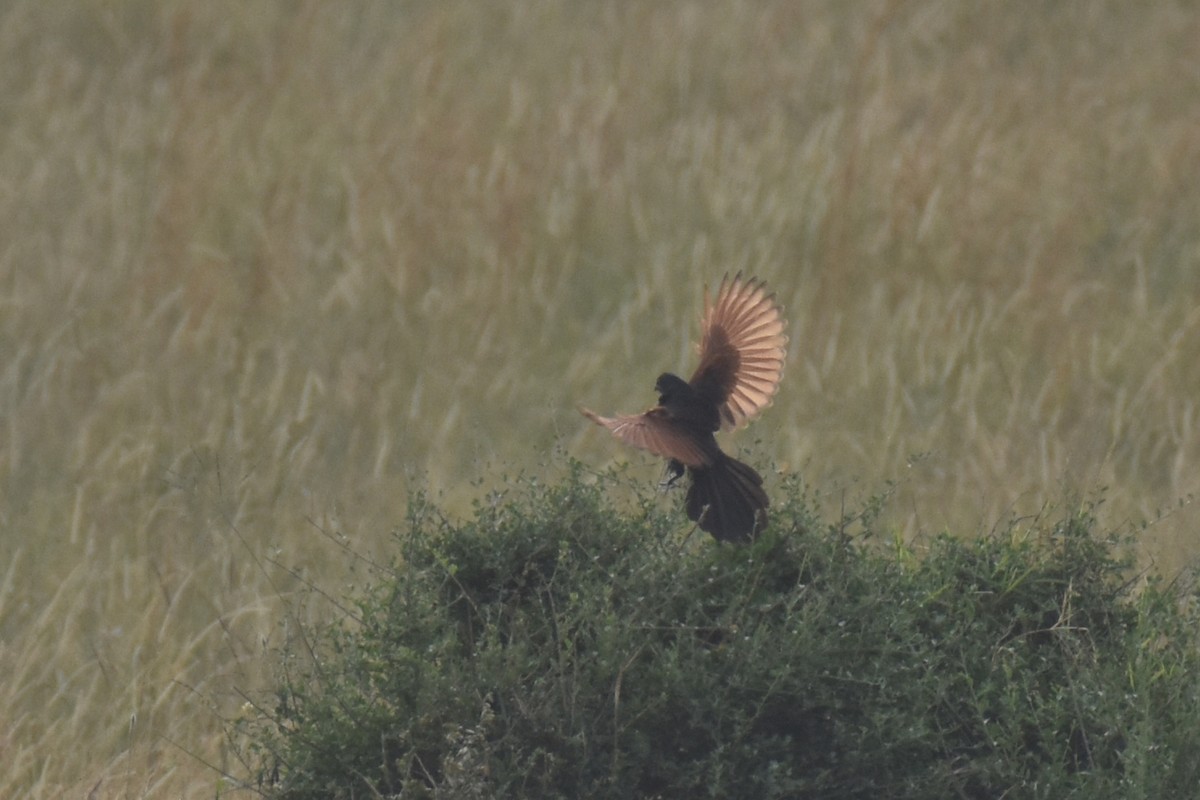 Black Coucal - ML633797435