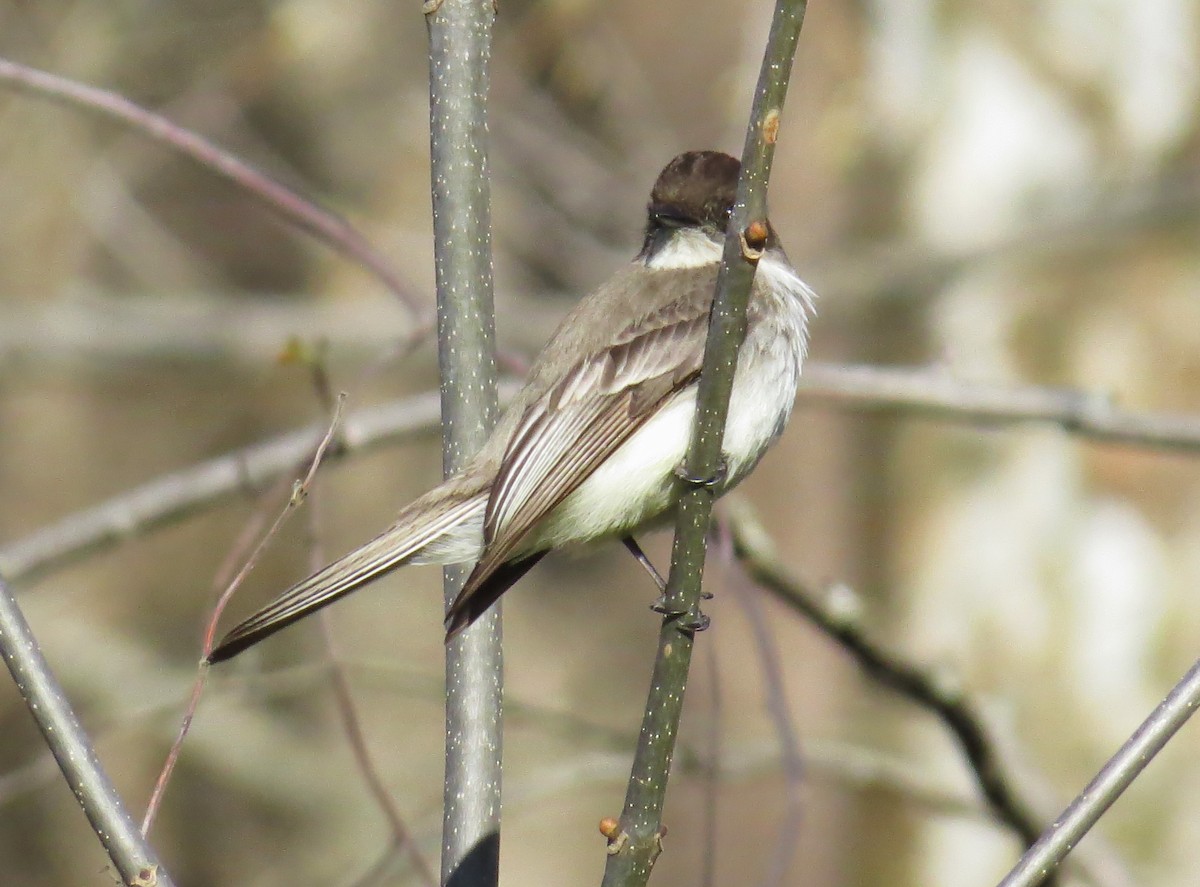 Eastern Phoebe - ML633797457