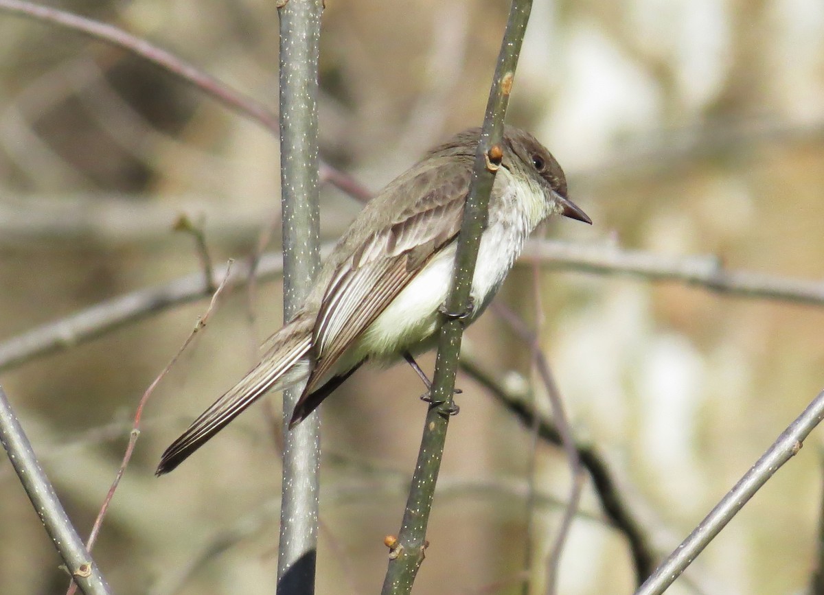 Eastern Phoebe - ML633797458