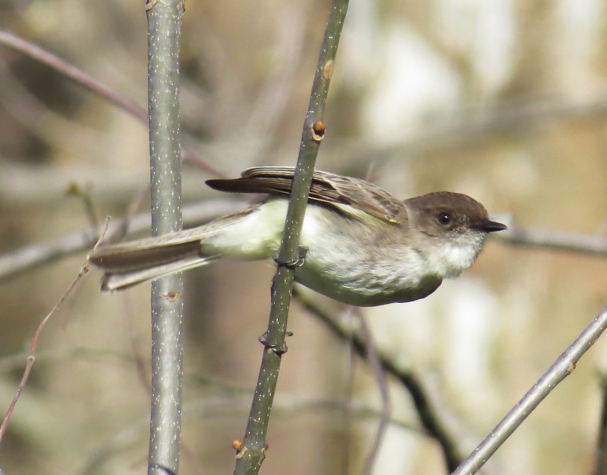 Eastern Phoebe - ML633797462