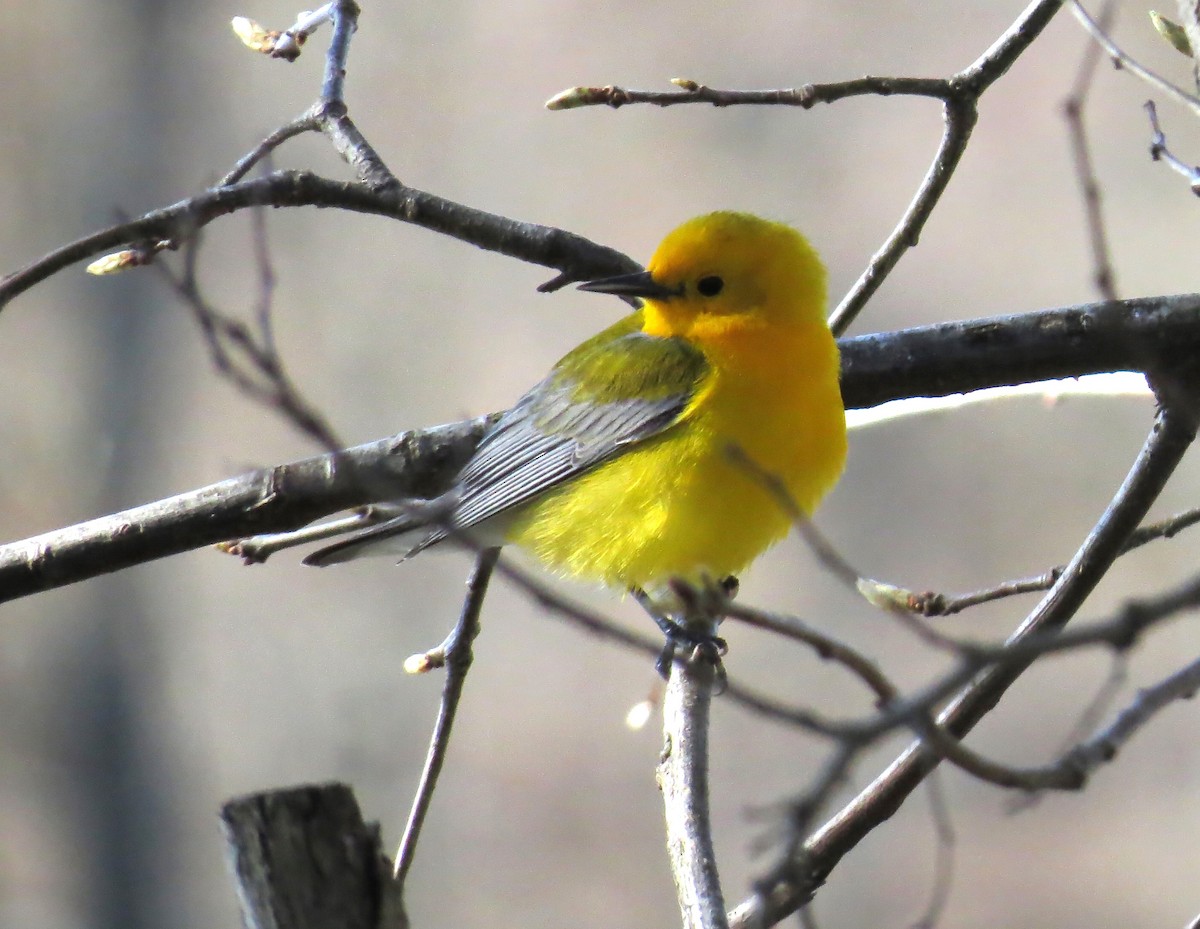 Prothonotary Warbler - ML633797507