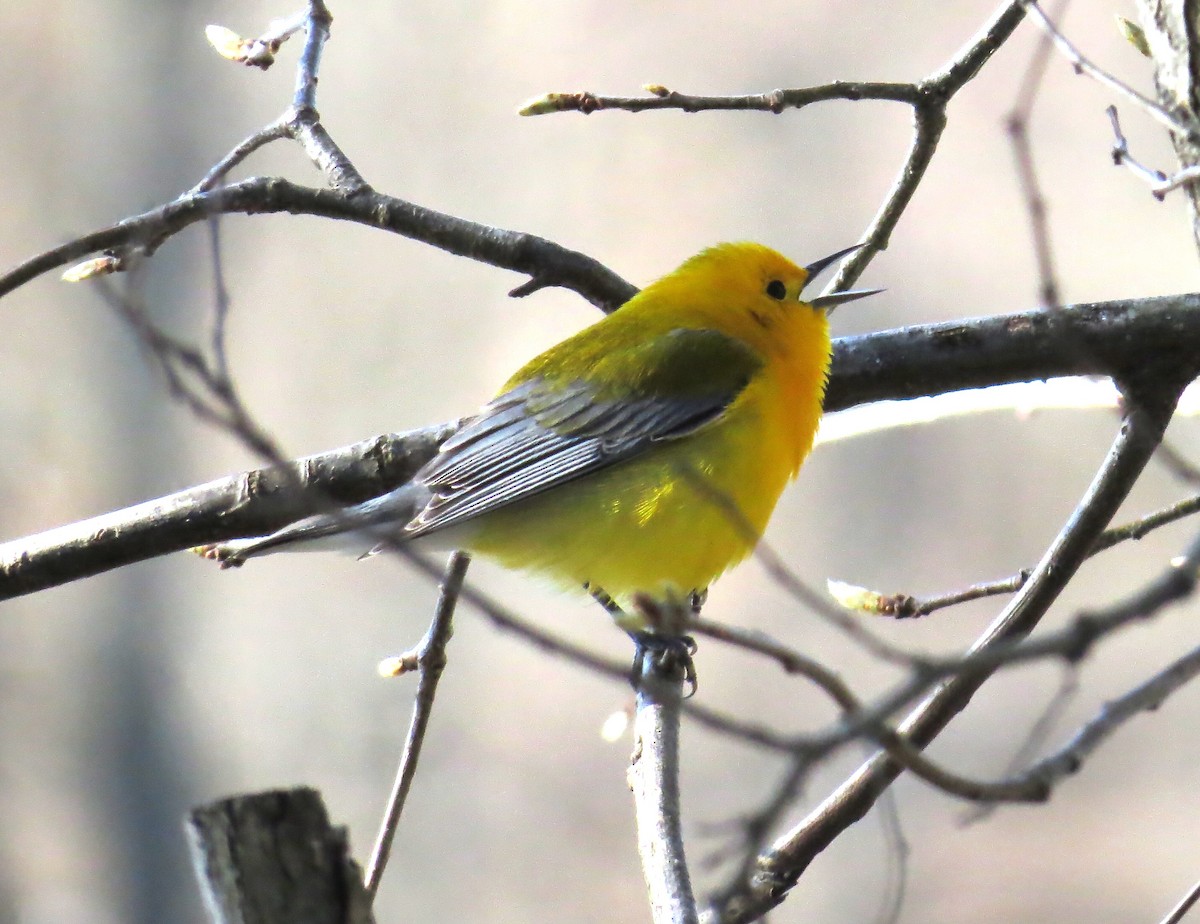 Prothonotary Warbler - ML633797509