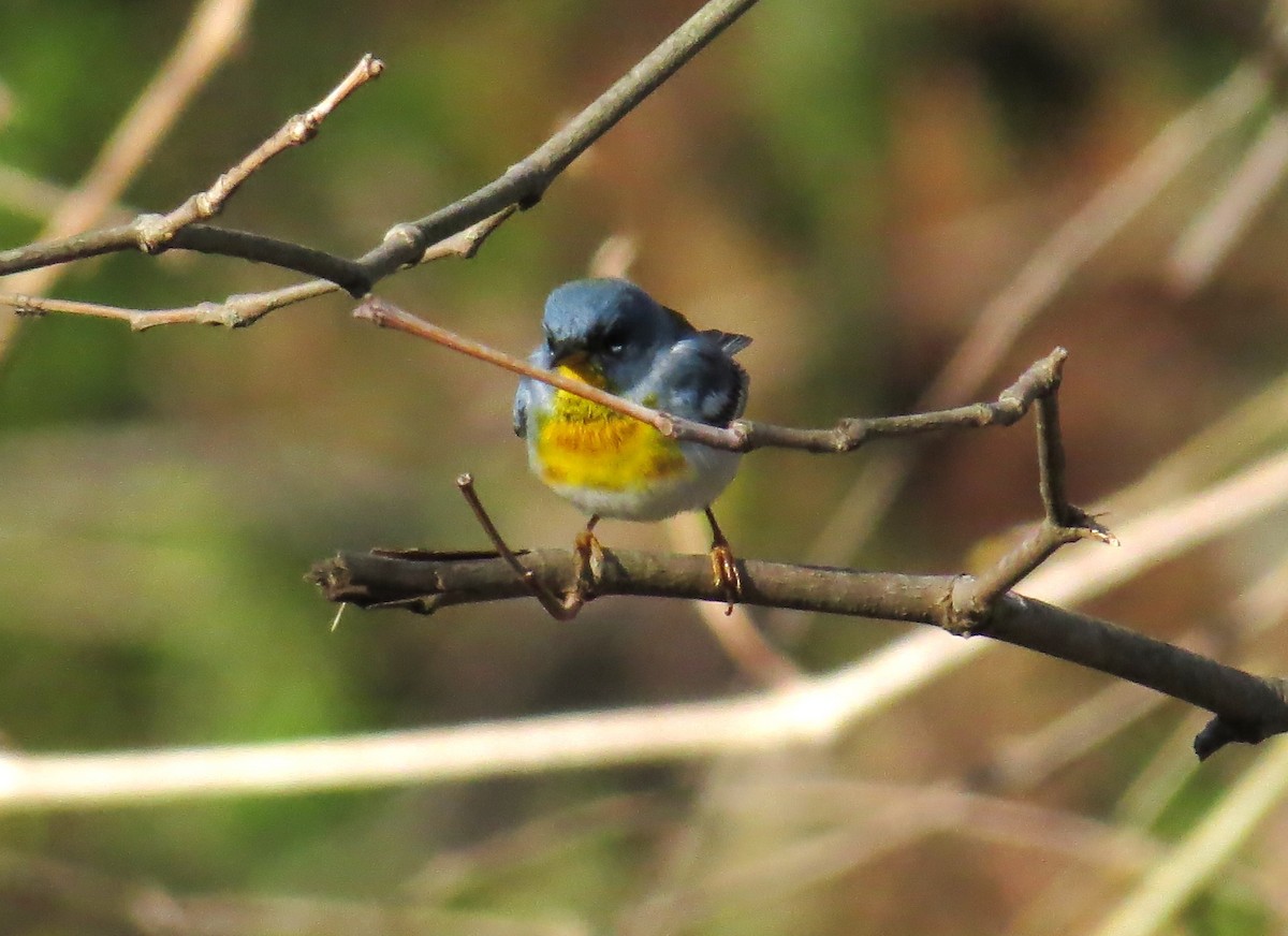 Northern Parula - ML633797570