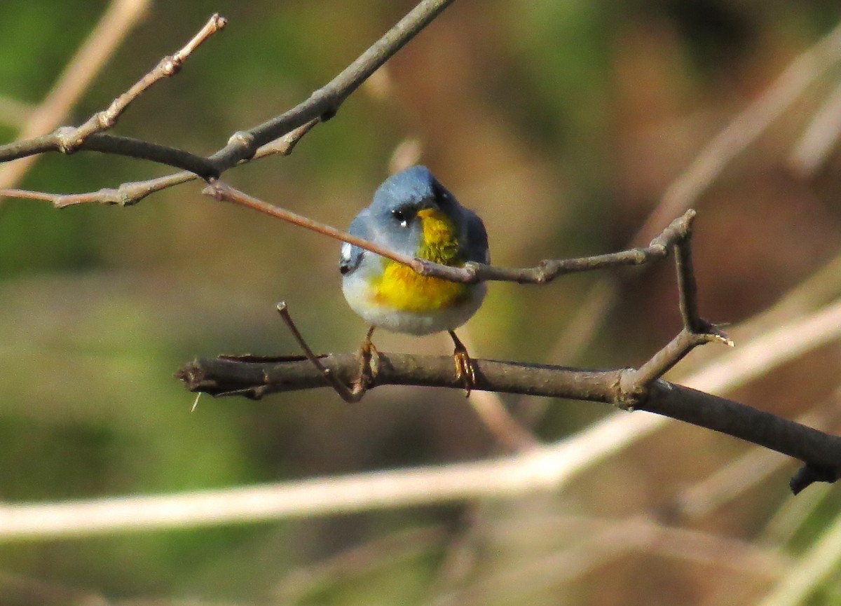 Northern Parula - ML633797584