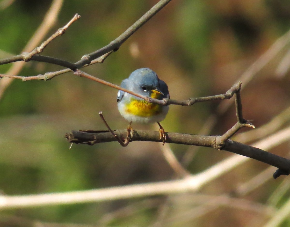 Northern Parula - ML633797590