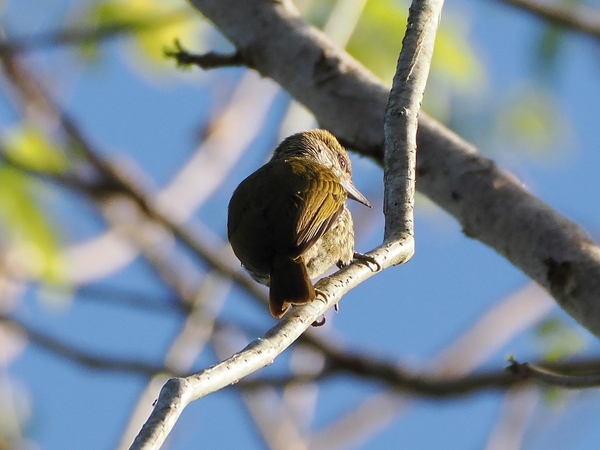 Antillean Piculet - ML633797621