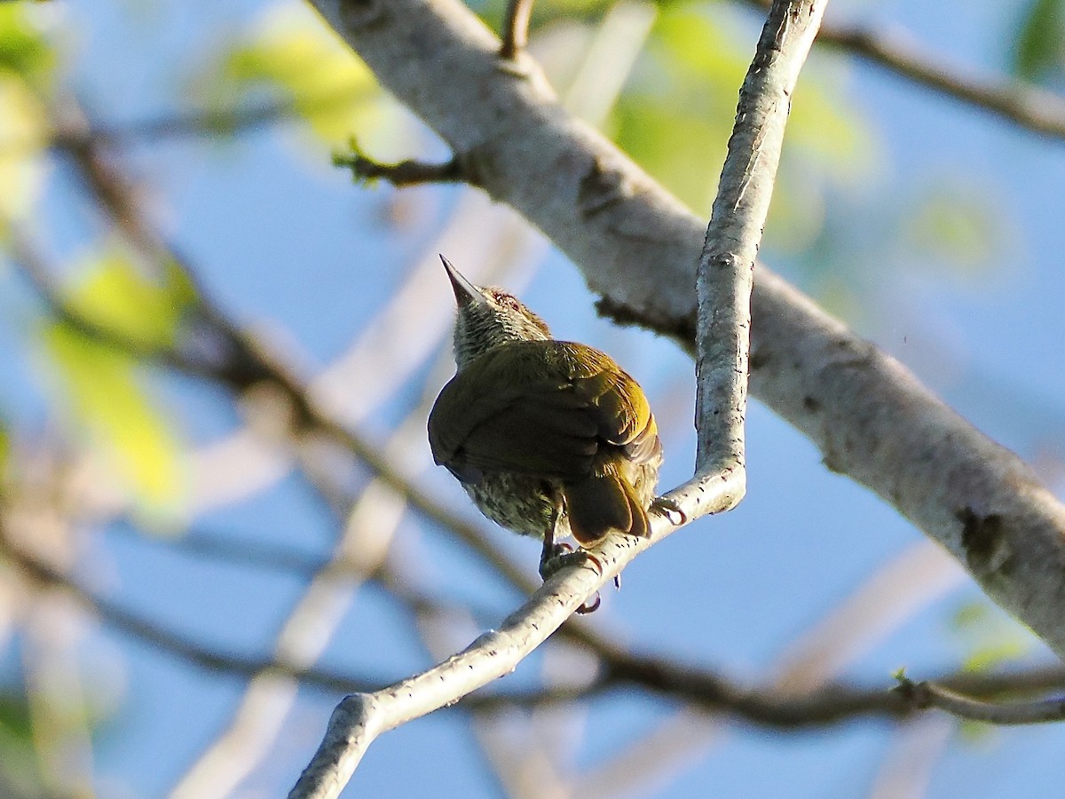 Antillean Piculet - ML633797622