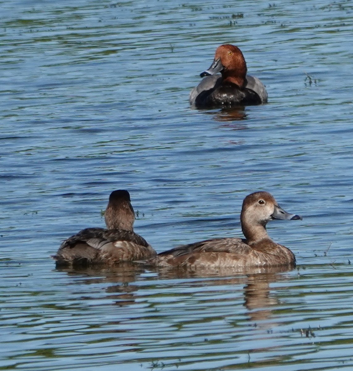 Redhead - ML633797623