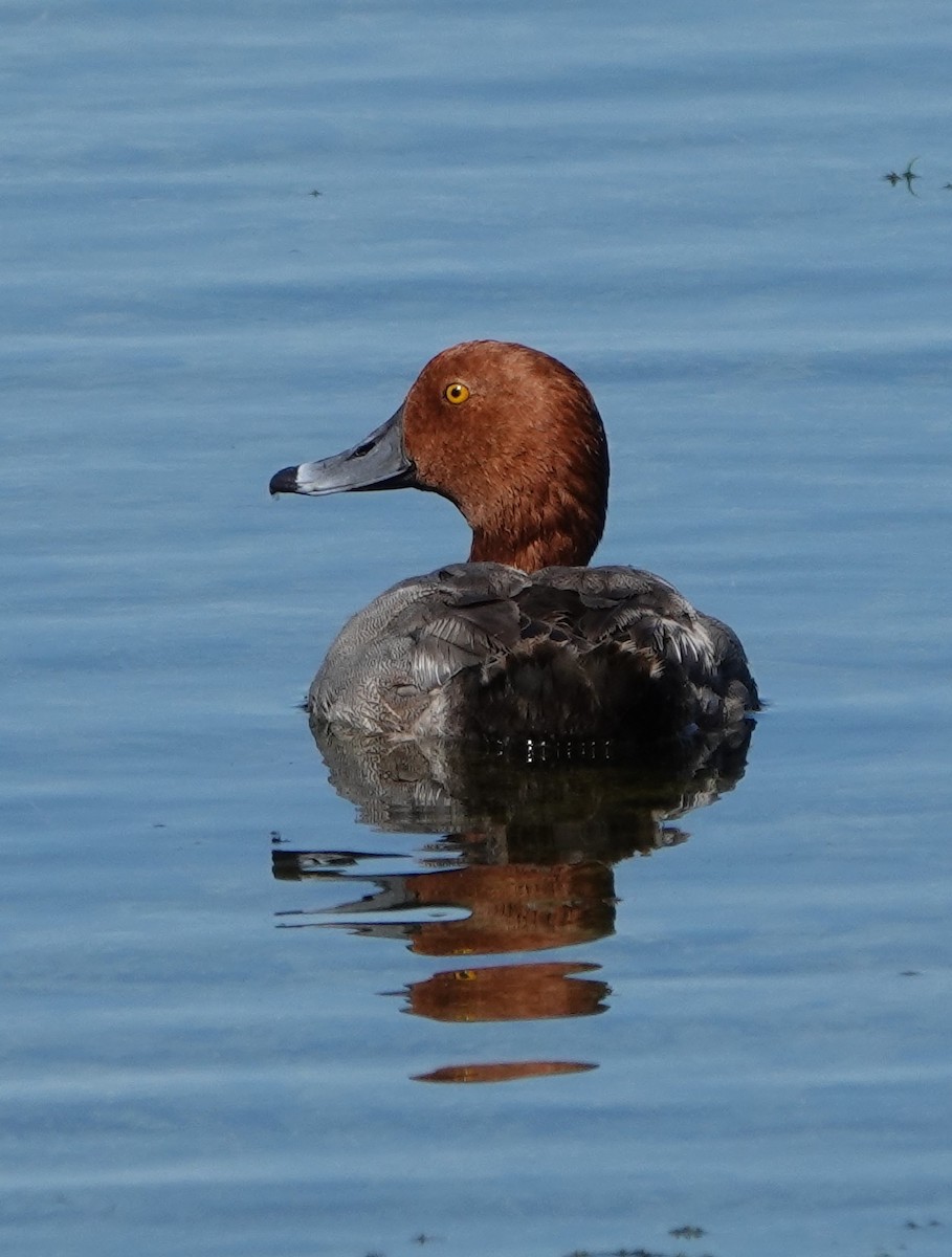 Redhead - ML633797624