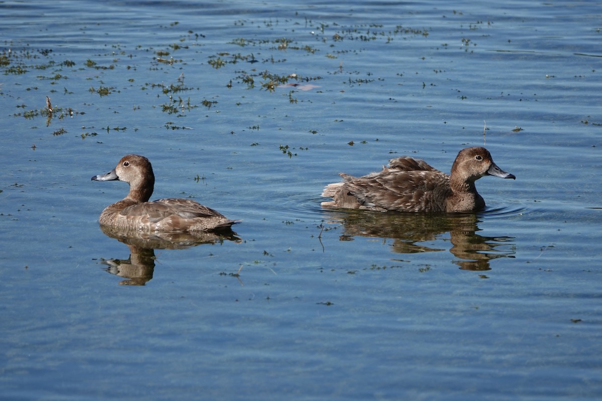 Redhead - ML633797625