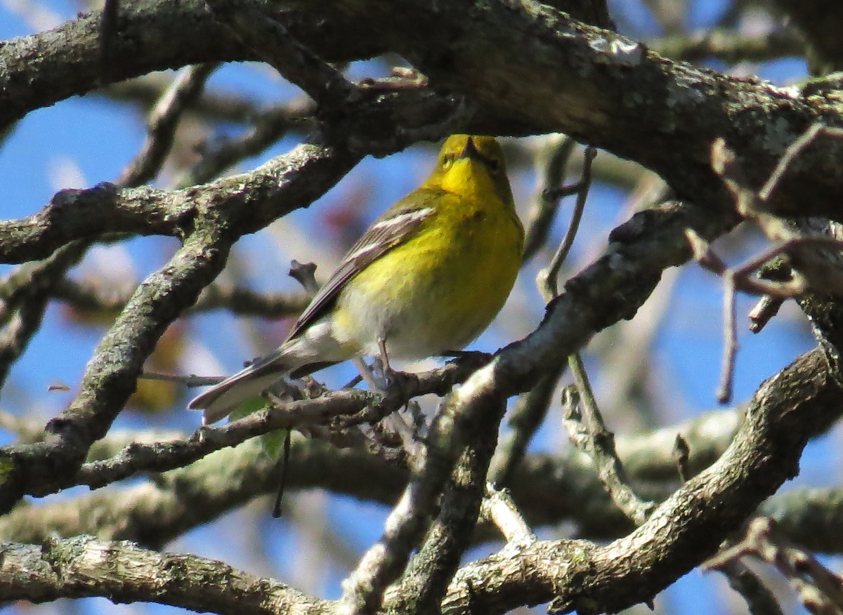 Pine Warbler - ML633797637