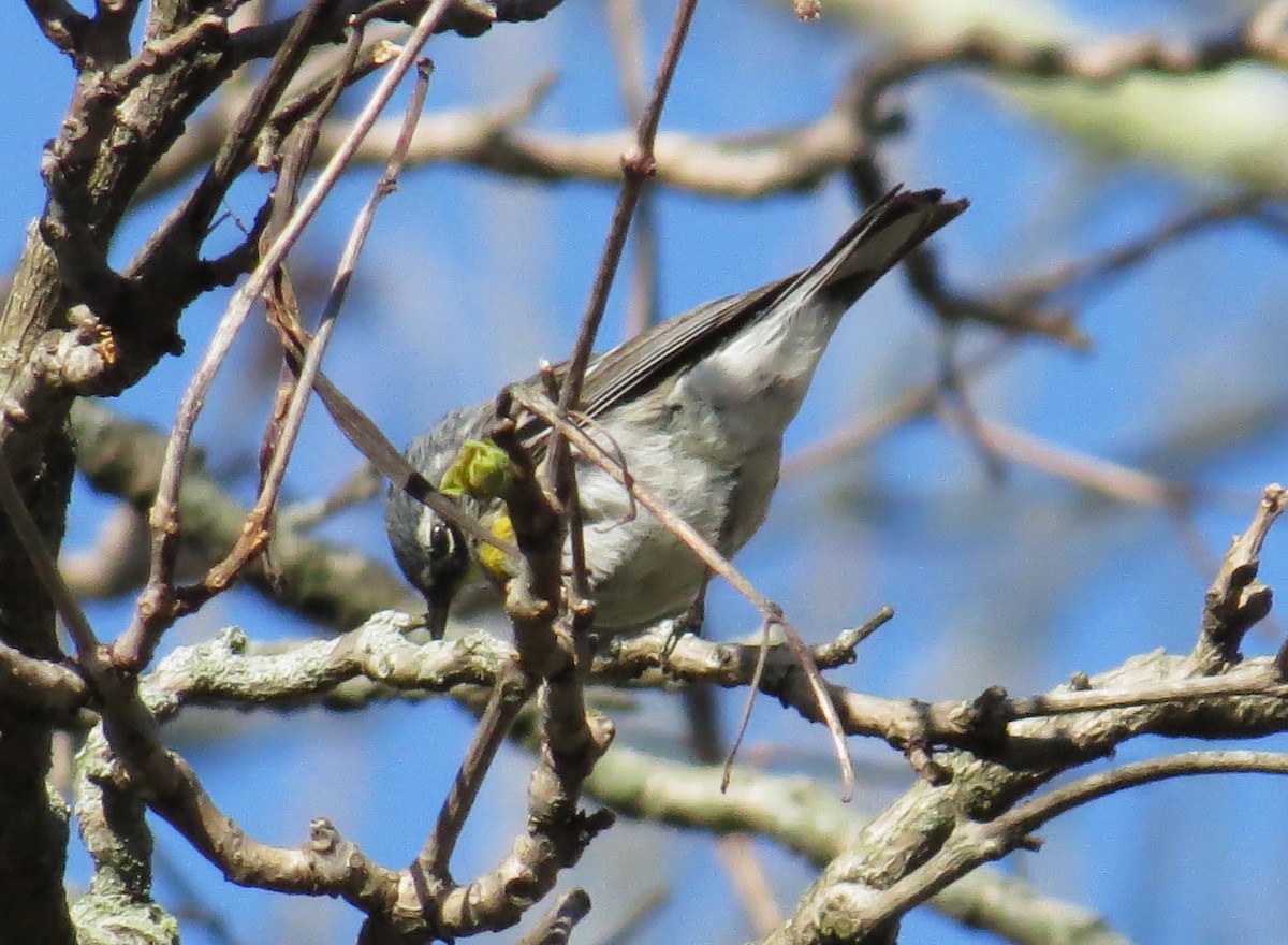 Yellow-rumped Warbler - ML633797657