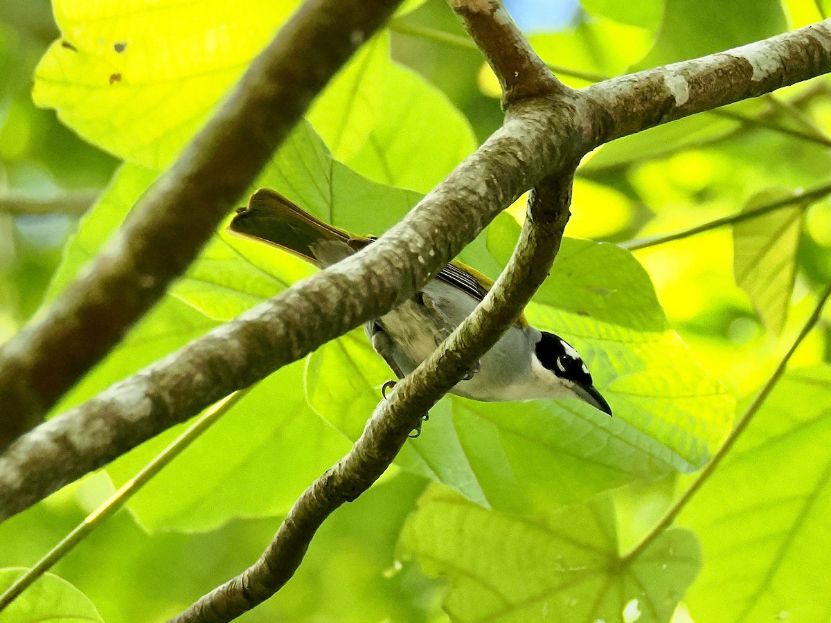 Black-crowned Palm-Tanager - ML633797690