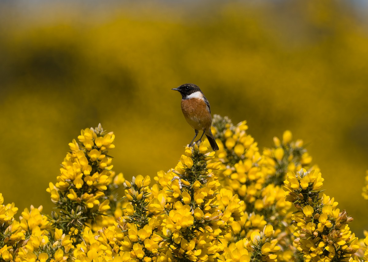 European Stonechat - ML633797895