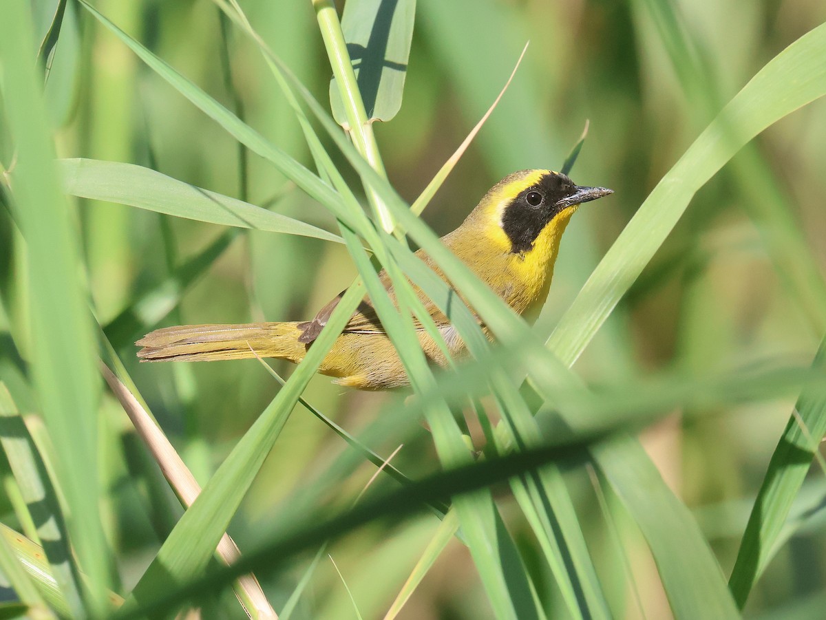 Belding's Yellowthroat - ML633797906