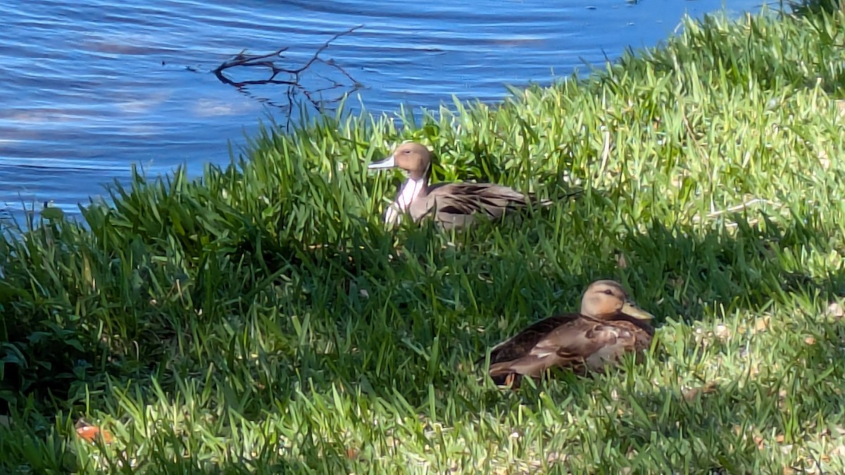 Northern Pintail - ML633797940