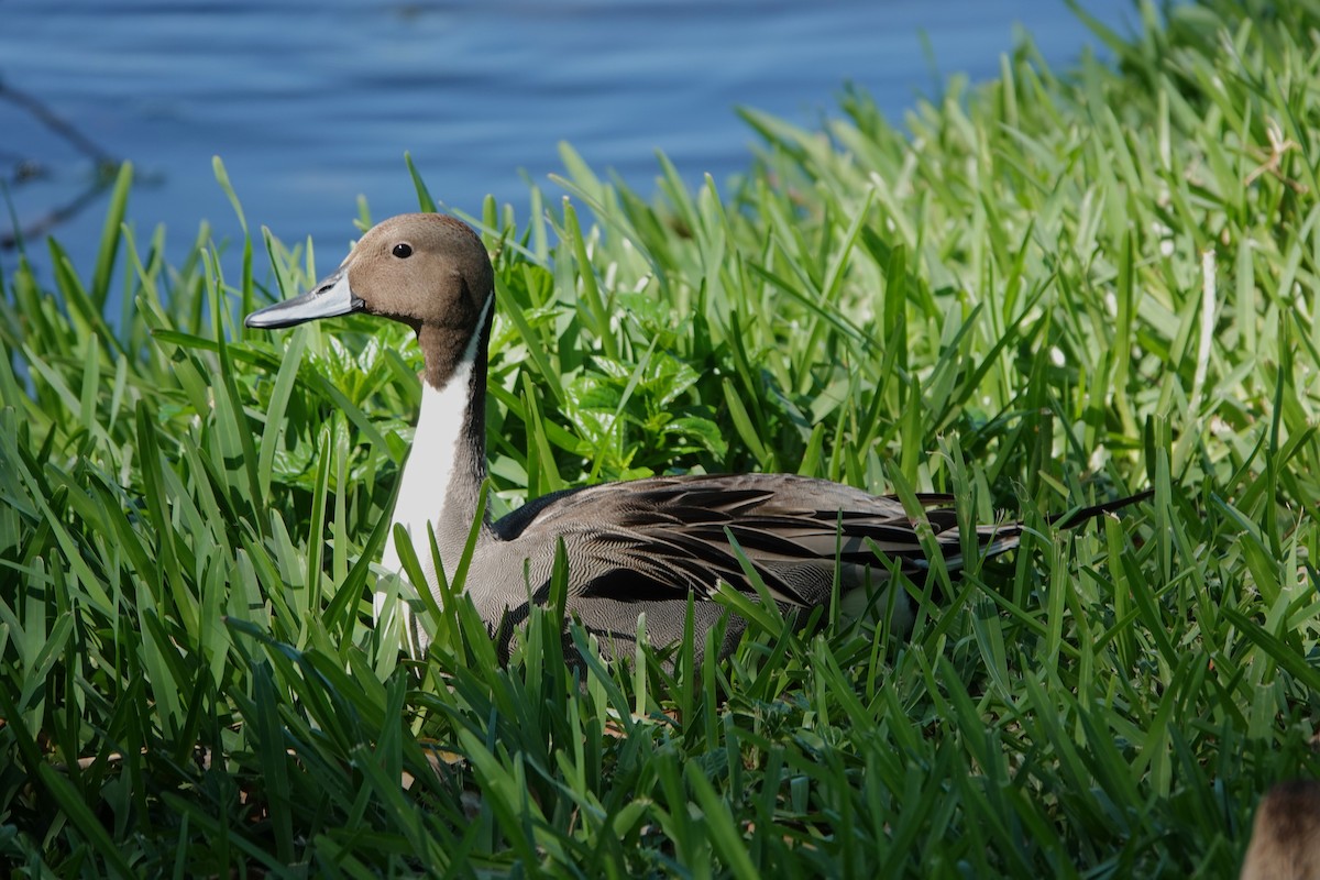 Northern Pintail - ML633797941