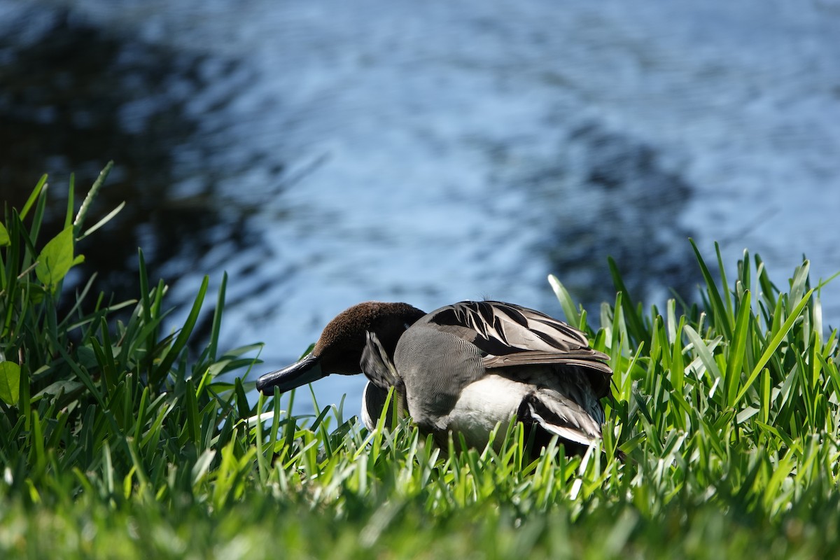 Northern Pintail - ML633797943