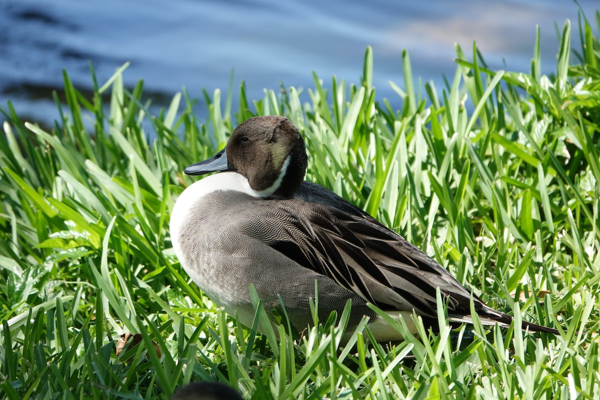 Northern Pintail - ML633797944