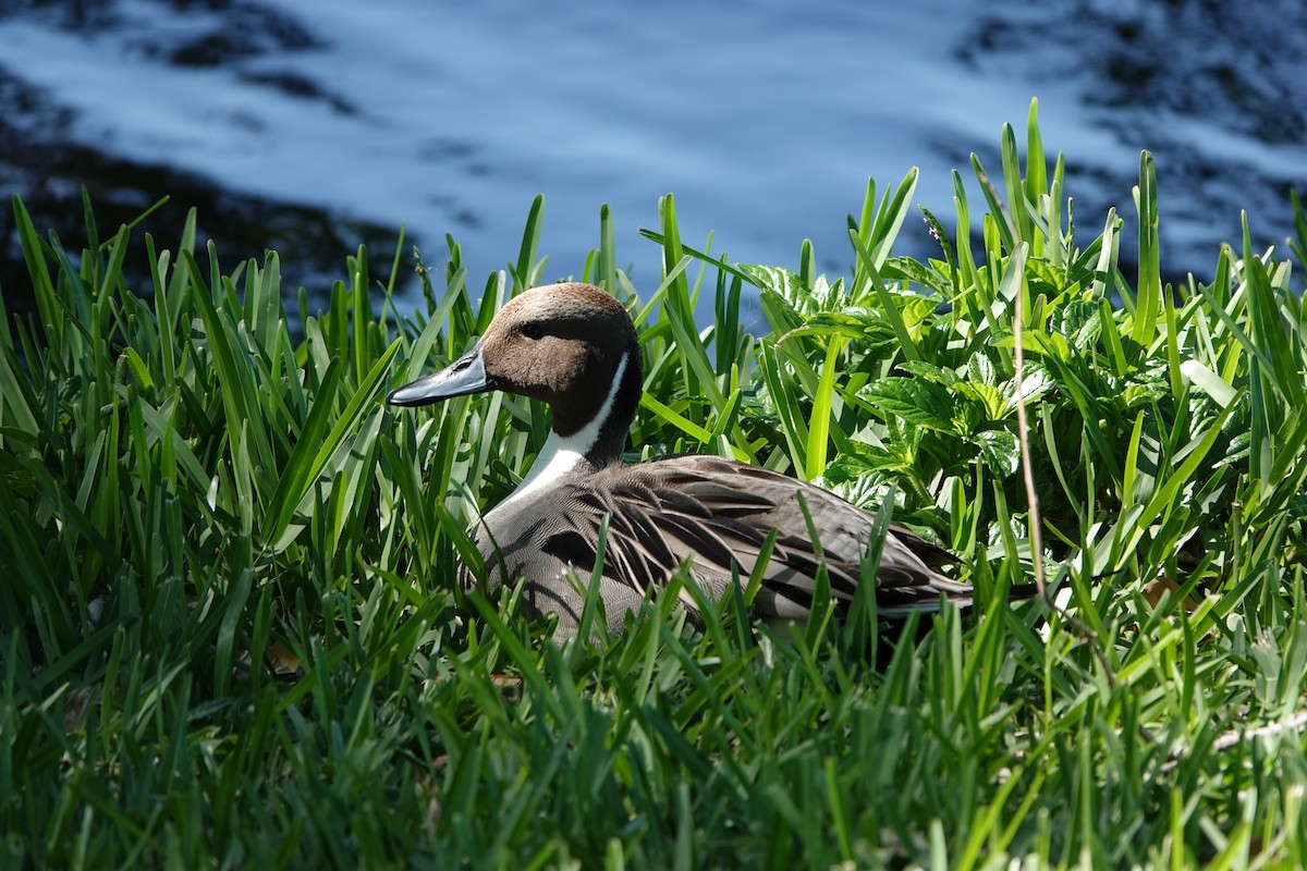 Northern Pintail - ML633797945