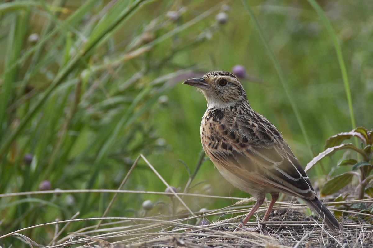 Rufous-naped Lark (Serengeti) - ML633797947