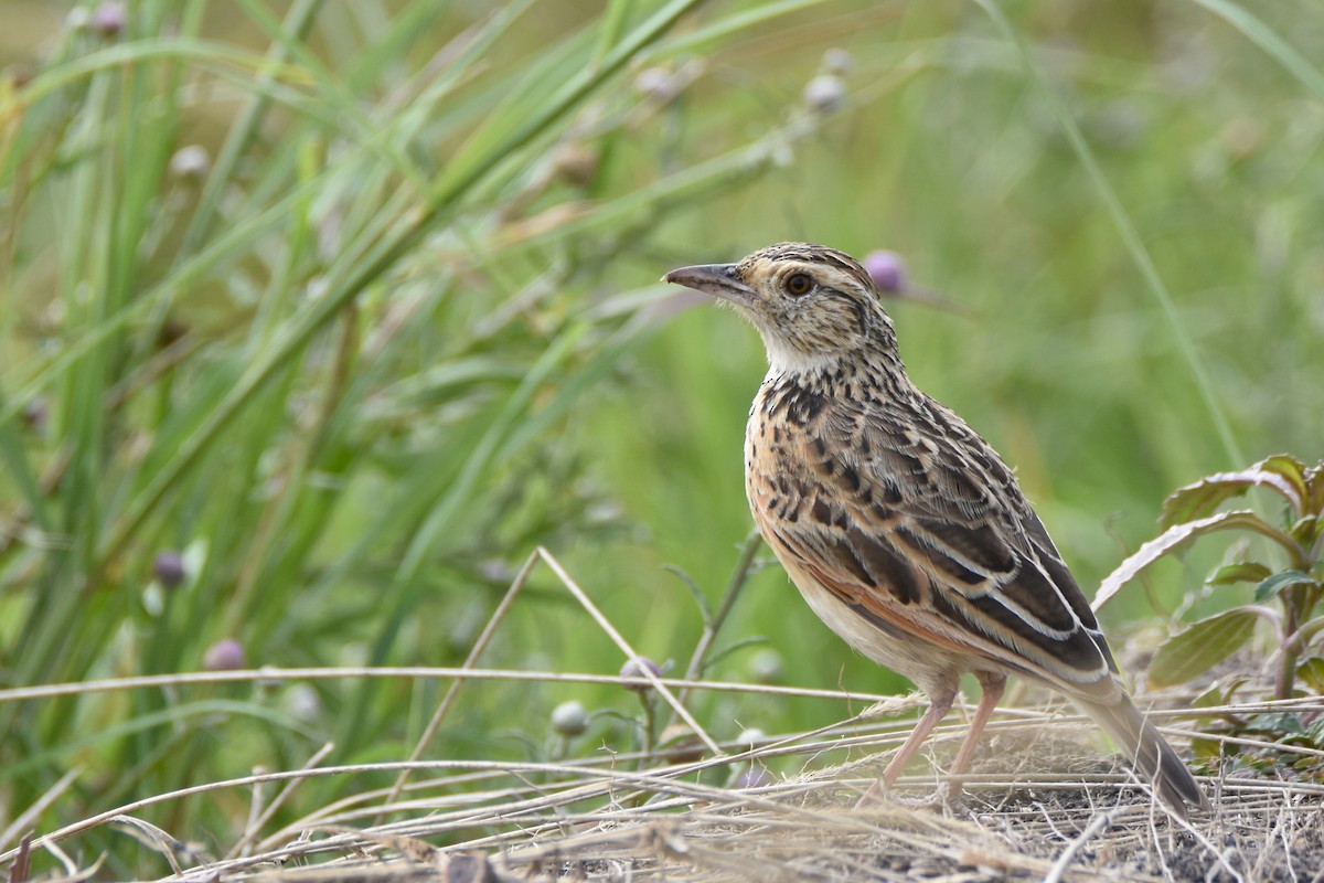 Rufous-naped Lark (Serengeti) - ML633797948