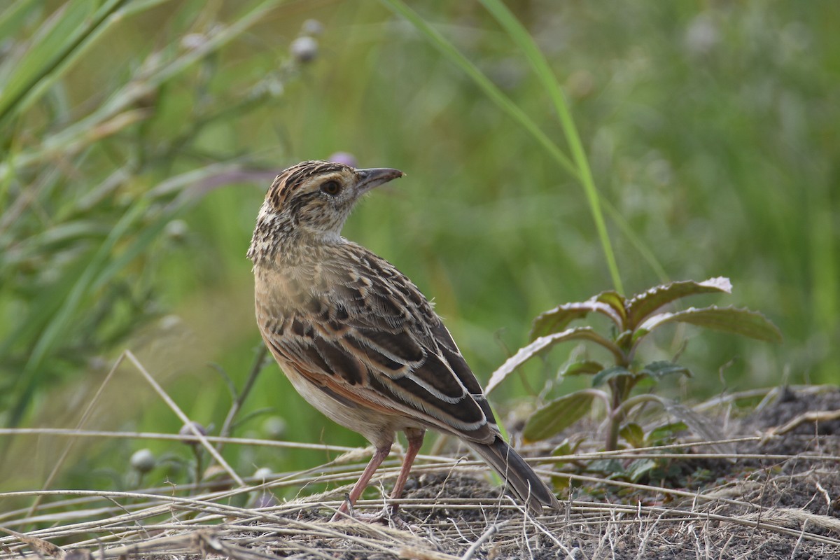 Rufous-naped Lark (Serengeti) - ML633797949