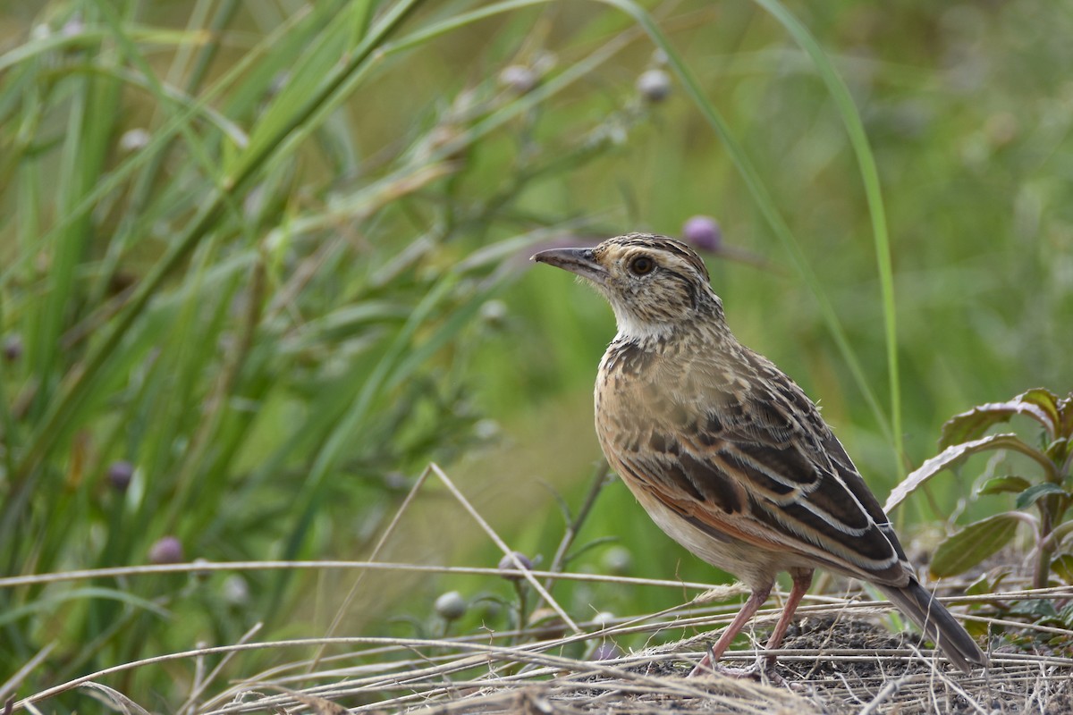 Rufous-naped Lark (Serengeti) - ML633797950