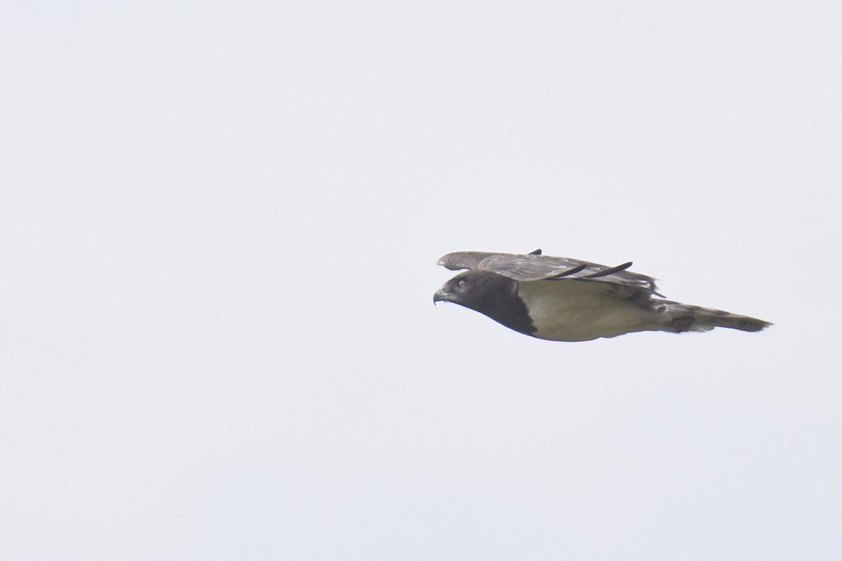 Black-chested Snake-Eagle - ML633797984