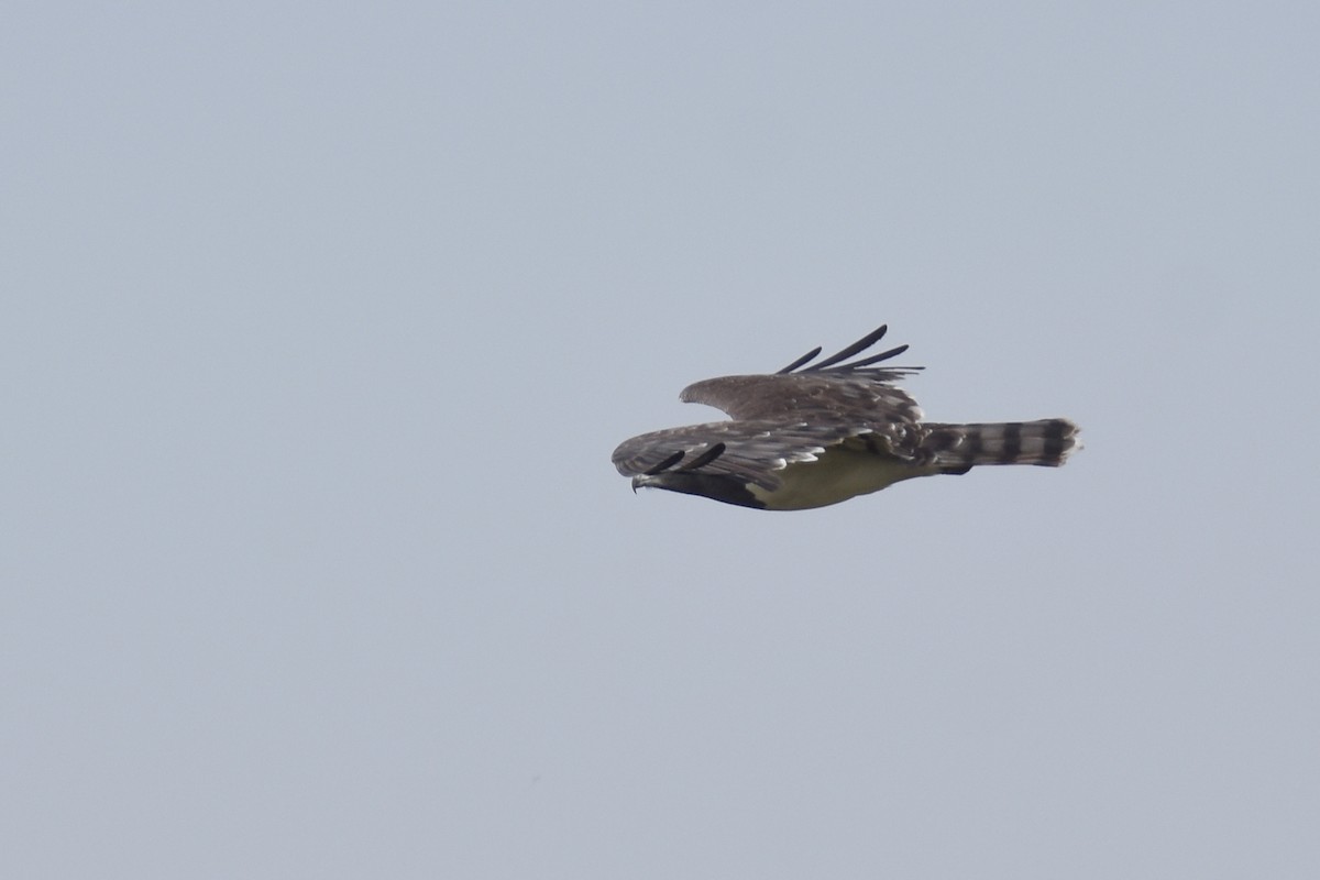 Black-chested Snake-Eagle - ML633797985