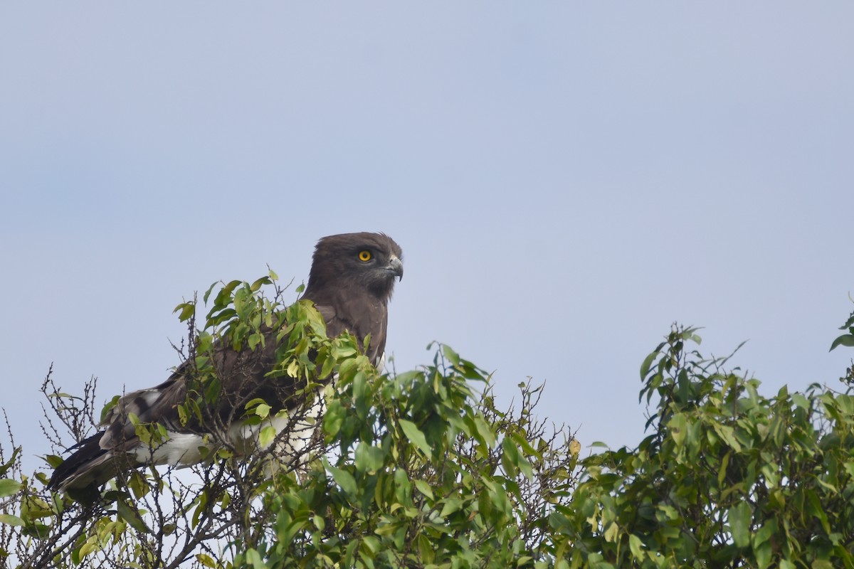 Black-chested Snake-Eagle - ML633797986