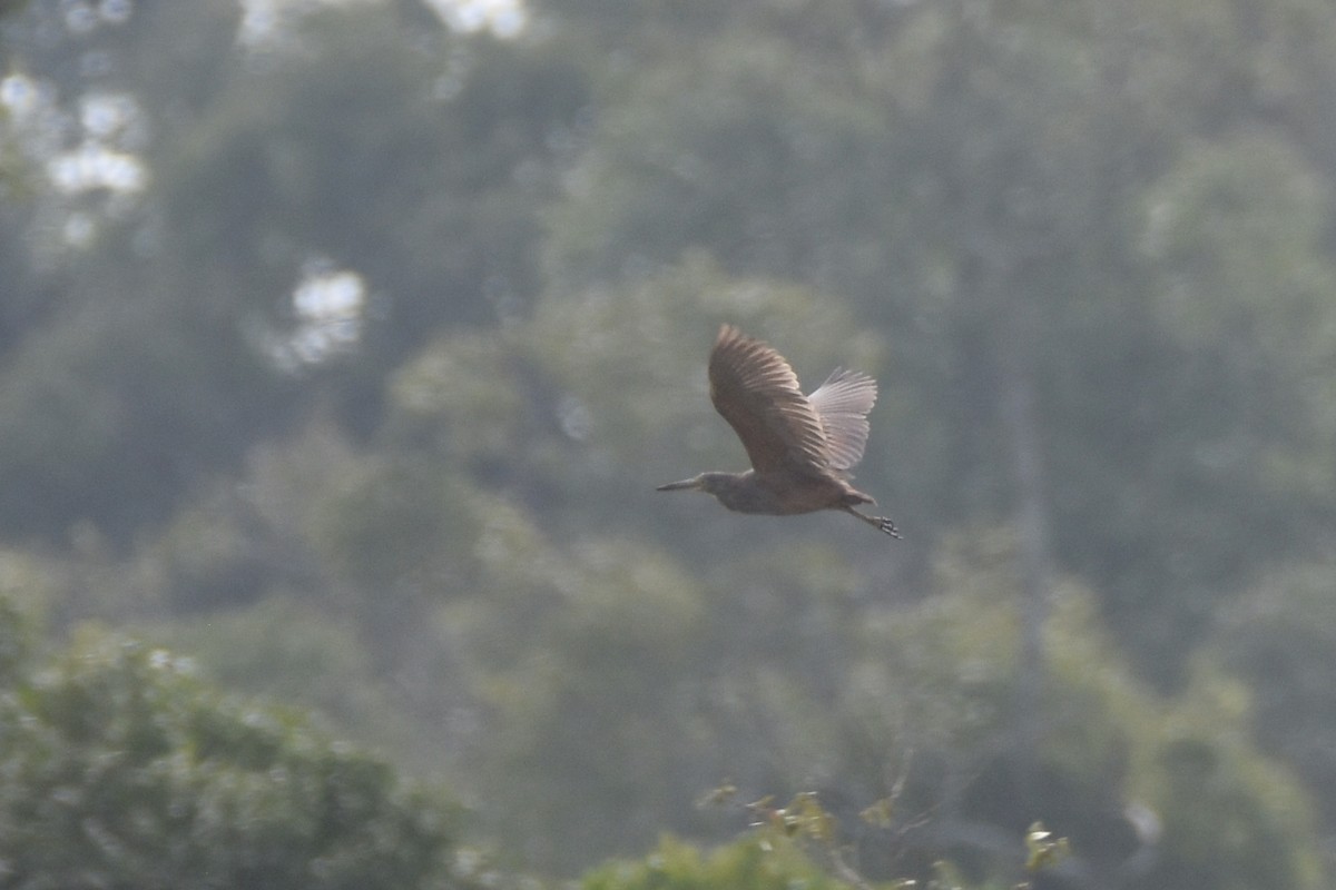 クロアマサギ - ML633798112