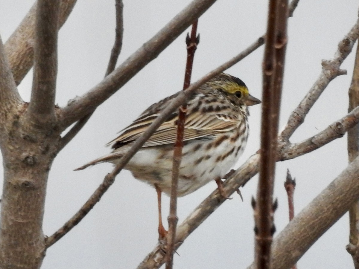 Savannah Sparrow - ML633798192