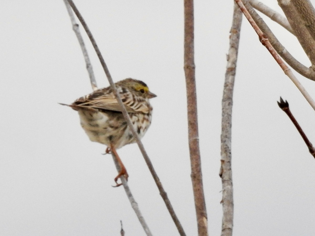 Savannah Sparrow - ML633798195