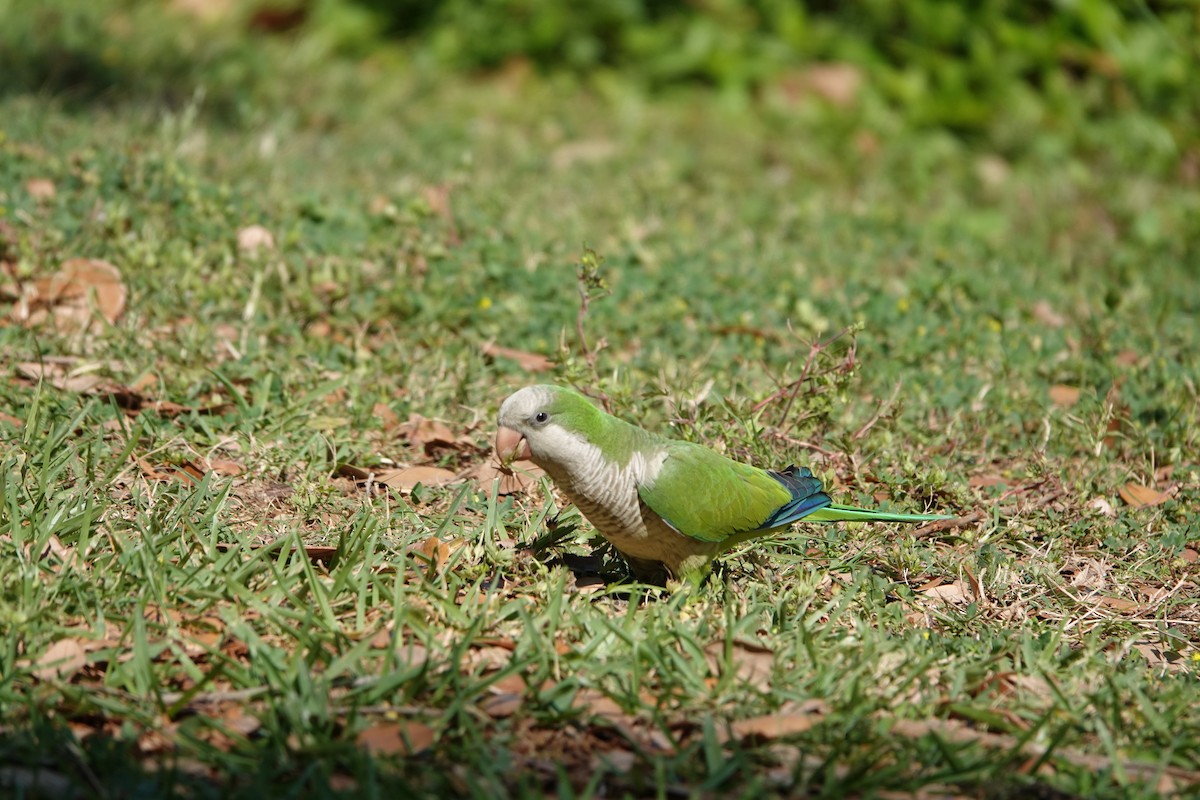 Monk Parakeet - ML633798300