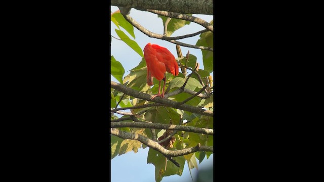 ibis rudý - ML633798477
