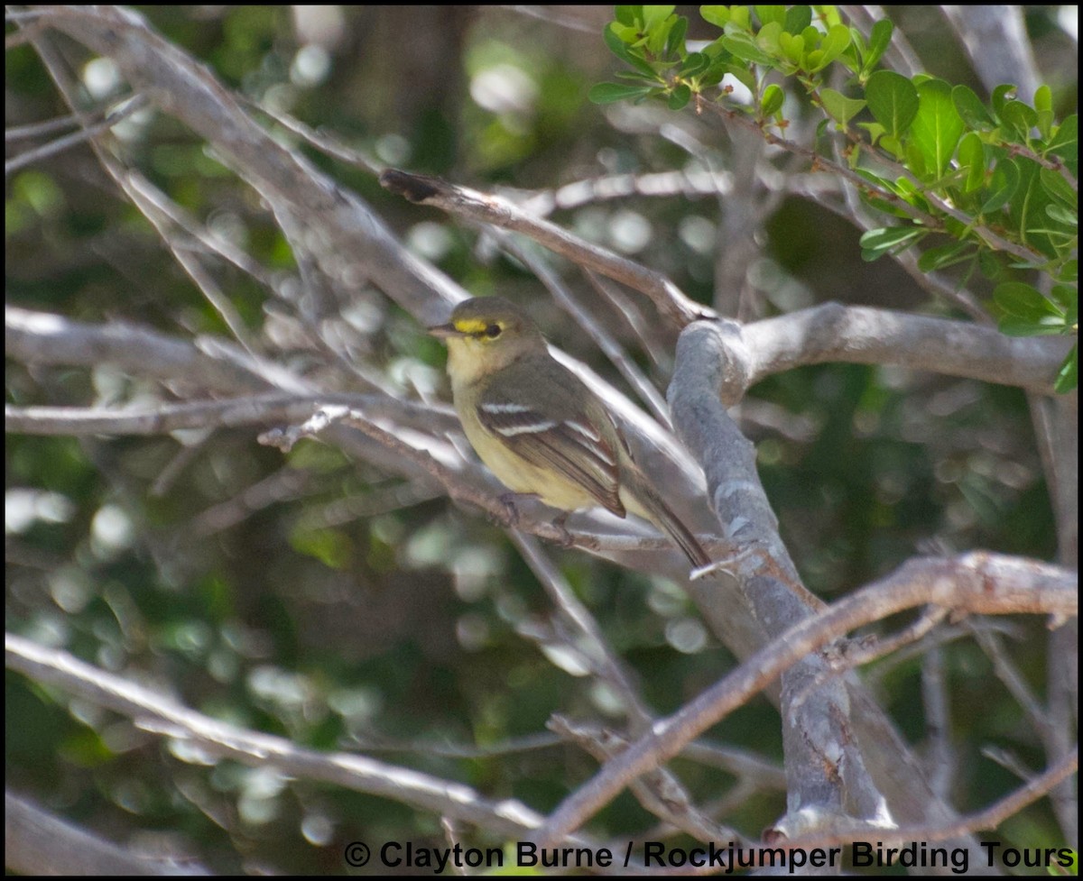 Thick-billed Vireo - ML633798496
