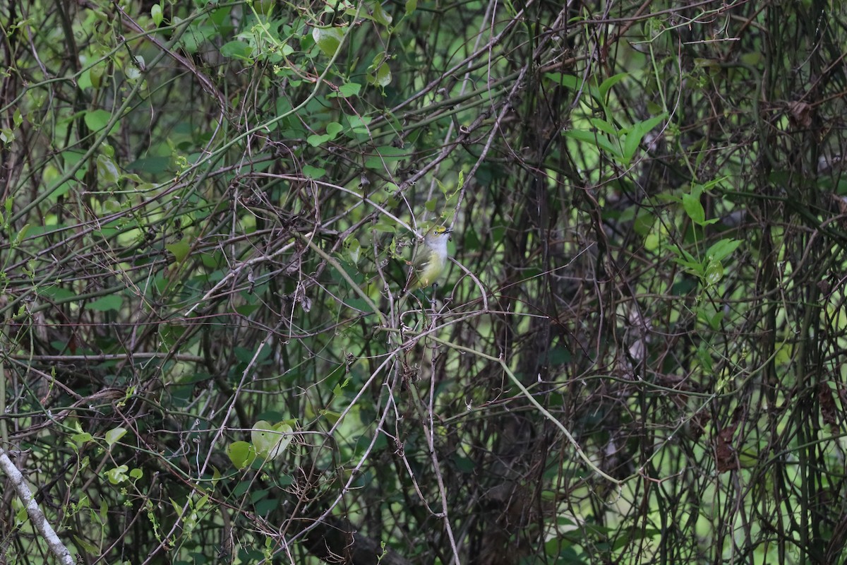 Weißaugenvireo - ML633798513