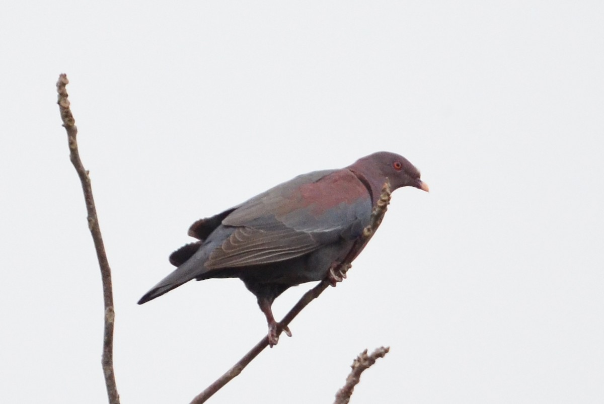 Red-billed Pigeon - ML633798579