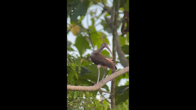 ibis rudý - ML633799032