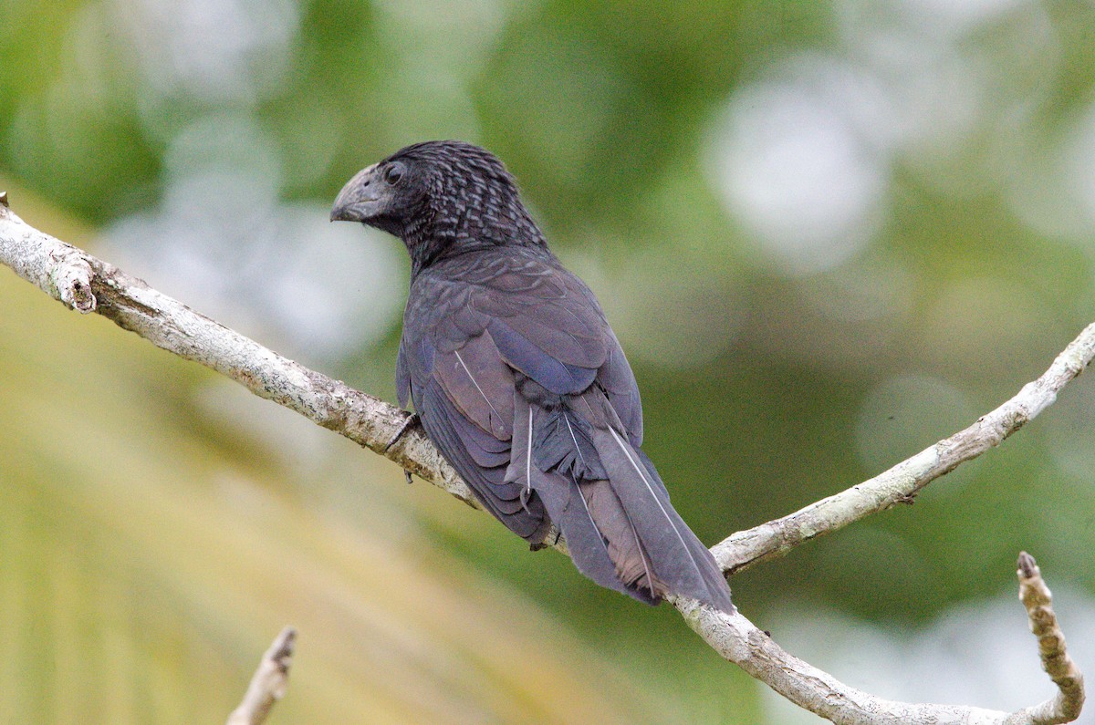 Groove-billed Ani - ML633799308