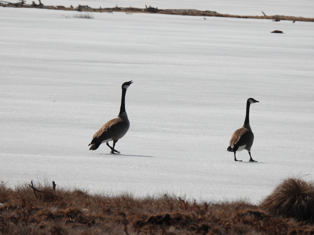 Oca canadese maggiore - ML633799316