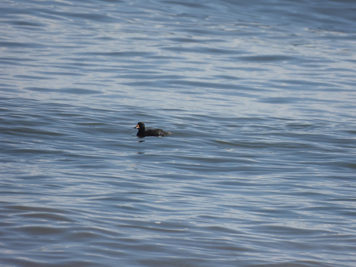 Black Scoter - ML633799360