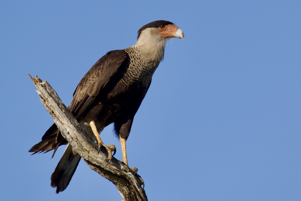 Crested Caracara - ML633799363