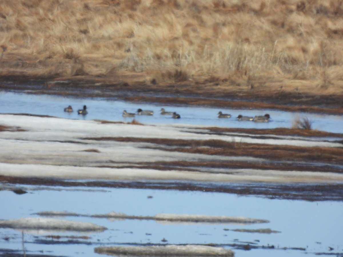 Alzavola - ML633799381