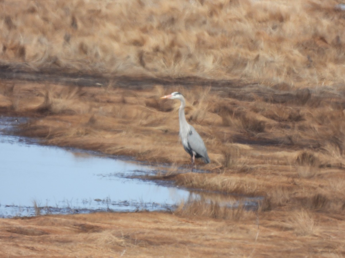 Great Blue Heron - ML633799396