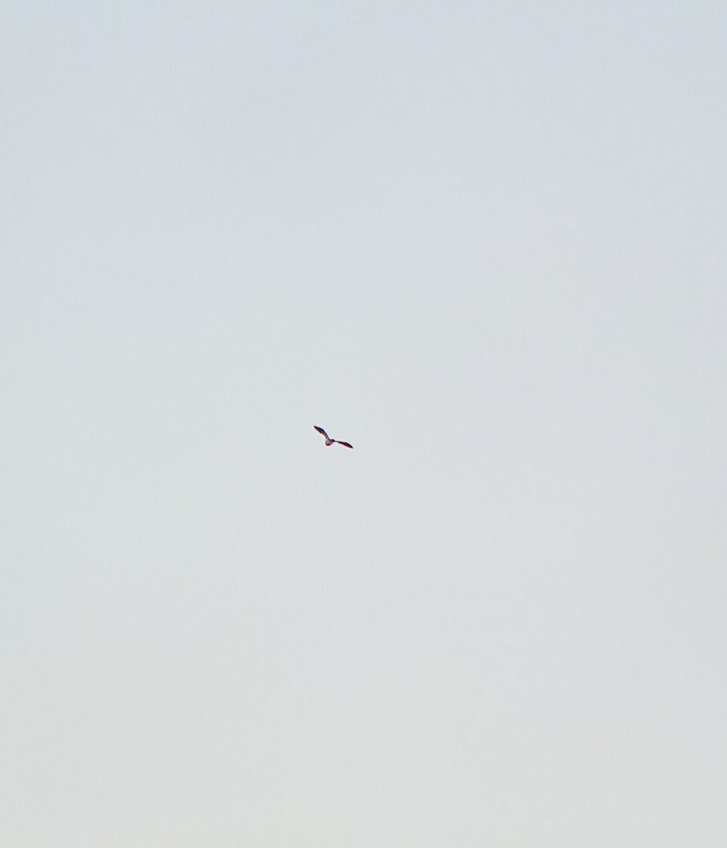 Northern Lapwing - ML633799420