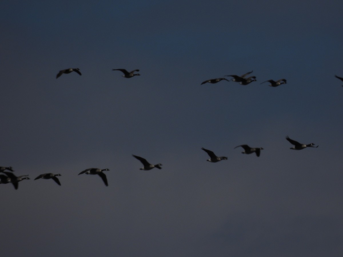 Oca canadese maggiore - ML633799453